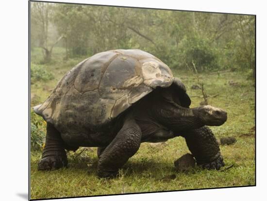 Galapagos Giant Tortoise With Tui De Roy Near Alcedo Volcano, Isabela Island, Galapagos Islands-Pete Oxford-Mounted Photographic Print