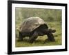 Galapagos Giant Tortoise With Tui De Roy Near Alcedo Volcano, Isabela Island, Galapagos Islands-Pete Oxford-Framed Photographic Print