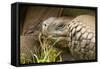 Galapagos Giant Tortoise-Michele Westmorland-Framed Stretched Canvas