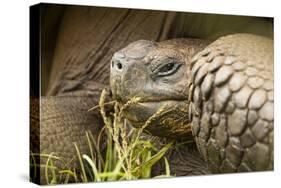 Galapagos Giant Tortoise-Michele Westmorland-Stretched Canvas