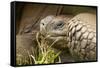 Galapagos Giant Tortoise-Michele Westmorland-Framed Stretched Canvas