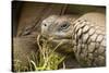 Galapagos Giant Tortoise-Michele Westmorland-Stretched Canvas