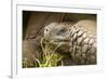 Galapagos Giant Tortoise-Michele Westmorland-Framed Photographic Print