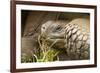 Galapagos Giant Tortoise-Michele Westmorland-Framed Photographic Print