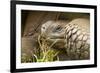 Galapagos Giant Tortoise-Michele Westmorland-Framed Photographic Print