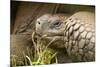 Galapagos Giant Tortoise-Michele Westmorland-Mounted Photographic Print