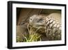 Galapagos Giant Tortoise-Michele Westmorland-Framed Photographic Print