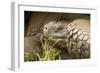 Galapagos Giant Tortoise-Michele Westmorland-Framed Photographic Print