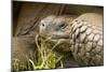 Galapagos Giant Tortoise-Michele Westmorland-Mounted Photographic Print