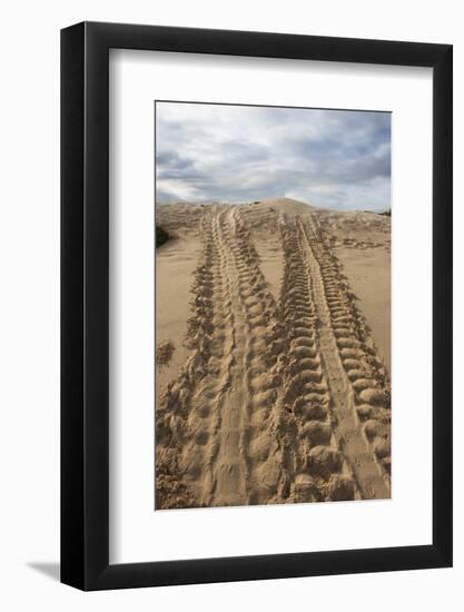 Galapagos Green Sea Turtle. las Bachas Santa Cruz, Galapagos, Ecuador-Pete Oxford-Framed Photographic Print