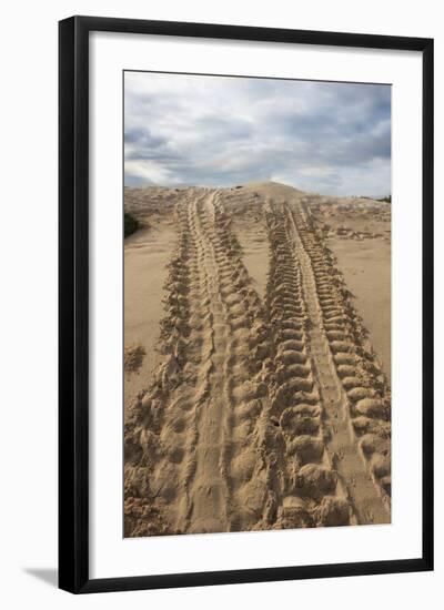 Galapagos Green Sea Turtle. las Bachas Santa Cruz, Galapagos, Ecuador-Pete Oxford-Framed Photographic Print