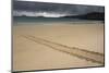 Galapagos Green Sea Turtle Tracks. Floreana Island, Galapagos, Ecuador-Pete Oxford-Mounted Photographic Print