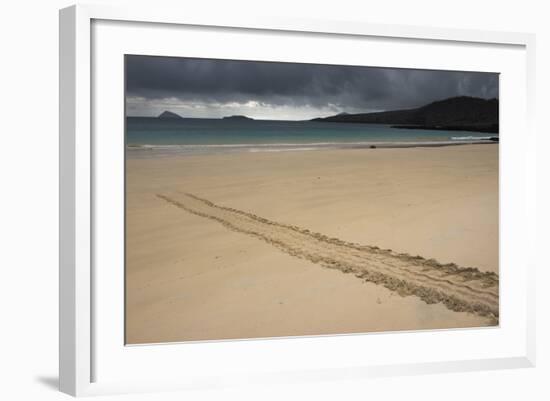 Galapagos Green Sea Turtle Tracks. Floreana Island, Galapagos, Ecuador-Pete Oxford-Framed Photographic Print