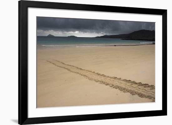 Galapagos Green Sea Turtle Tracks. Floreana Island, Galapagos, Ecuador-Pete Oxford-Framed Photographic Print