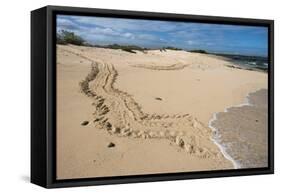 Galapagos Green Sea Turtle Tracks. las Bachas, Galapagos, Ecuador-Pete Oxford-Framed Stretched Canvas