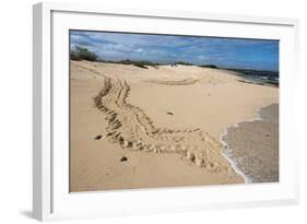 Galapagos Green Sea Turtle Tracks. las Bachas, Galapagos, Ecuador-Pete Oxford-Framed Photographic Print
