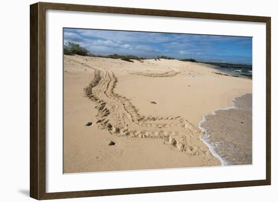 Galapagos Green Sea Turtle Tracks. las Bachas, Galapagos, Ecuador-Pete Oxford-Framed Photographic Print