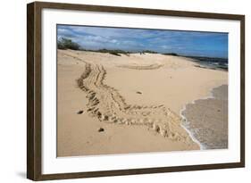 Galapagos Green Sea Turtle Tracks. las Bachas, Galapagos, Ecuador-Pete Oxford-Framed Photographic Print