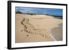 Galapagos Green Sea Turtle Tracks. las Bachas, Galapagos, Ecuador-Pete Oxford-Framed Photographic Print