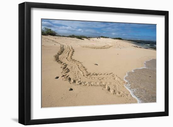 Galapagos Green Sea Turtle Tracks. las Bachas, Galapagos, Ecuador-Pete Oxford-Framed Photographic Print