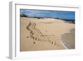 Galapagos Green Sea Turtle Tracks. las Bachas, Galapagos, Ecuador-Pete Oxford-Framed Photographic Print