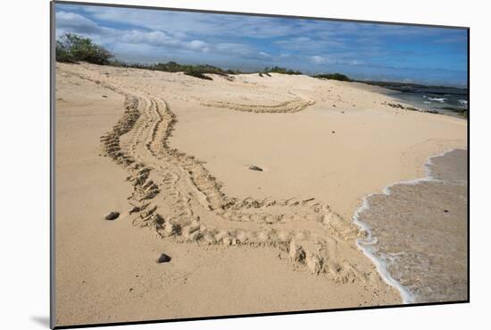 Galapagos Green Sea Turtle Tracks. las Bachas, Galapagos, Ecuador-Pete Oxford-Mounted Photographic Print