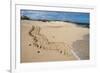 Galapagos Green Sea Turtle Tracks. las Bachas, Galapagos, Ecuador-Pete Oxford-Framed Photographic Print