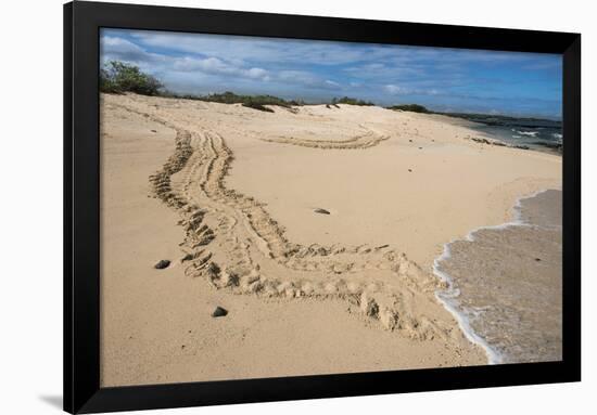 Galapagos Green Sea Turtle Tracks. las Bachas, Galapagos, Ecuador-Pete Oxford-Framed Photographic Print