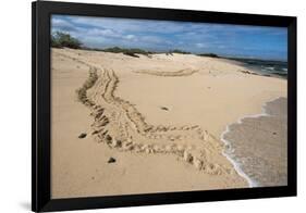 Galapagos Green Sea Turtle Tracks. las Bachas, Galapagos, Ecuador-Pete Oxford-Framed Photographic Print