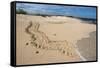 Galapagos Green Sea Turtle Tracks. las Bachas, Galapagos, Ecuador-Pete Oxford-Framed Stretched Canvas