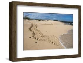 Galapagos Green Sea Turtle Tracks. las Bachas, Galapagos, Ecuador-Pete Oxford-Framed Photographic Print