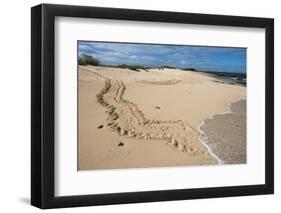 Galapagos Green Sea Turtle Tracks. las Bachas, Galapagos, Ecuador-Pete Oxford-Framed Photographic Print