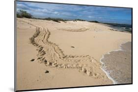 Galapagos Green Sea Turtle Tracks. las Bachas, Galapagos, Ecuador-Pete Oxford-Mounted Photographic Print