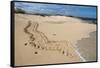 Galapagos Green Sea Turtle Tracks. las Bachas, Galapagos, Ecuador-Pete Oxford-Framed Stretched Canvas