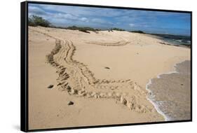 Galapagos Green Sea Turtle Tracks. las Bachas, Galapagos, Ecuador-Pete Oxford-Framed Stretched Canvas