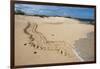 Galapagos Green Sea Turtle Tracks. las Bachas, Galapagos, Ecuador-Pete Oxford-Framed Photographic Print