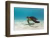 Galapagos Green Sea Turtle Underwater, Galapagos Islands, Ecuador-Pete Oxford-Framed Photographic Print