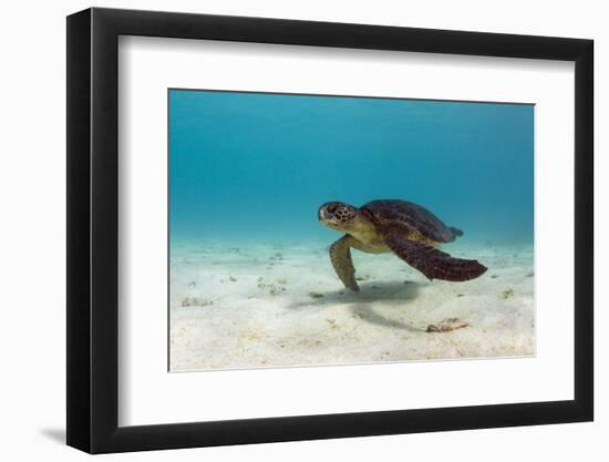 Galapagos Green Sea Turtle Underwater, Galapagos Islands, Ecuador-Pete Oxford-Framed Photographic Print