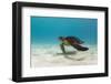 Galapagos Green Sea Turtle Underwater, Galapagos Islands, Ecuador-Pete Oxford-Framed Photographic Print