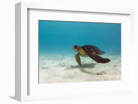 Galapagos Green Sea Turtle Underwater, Galapagos Islands, Ecuador-Pete Oxford-Framed Photographic Print