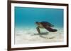 Galapagos Green Sea Turtle Underwater, Galapagos Islands, Ecuador-Pete Oxford-Framed Premium Photographic Print