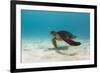 Galapagos Green Sea Turtle Underwater, Galapagos Islands, Ecuador-Pete Oxford-Framed Premium Photographic Print