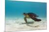 Galapagos Green Sea Turtle Underwater, Galapagos Islands, Ecuador-Pete Oxford-Mounted Premium Photographic Print