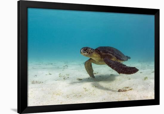 Galapagos Green Sea Turtle Underwater, Galapagos Islands, Ecuador-Pete Oxford-Framed Premium Photographic Print