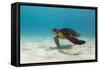 Galapagos Green Sea Turtle Underwater, Galapagos Islands, Ecuador-Pete Oxford-Framed Stretched Canvas