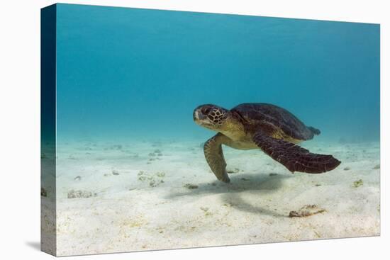 Galapagos Green Sea Turtle Underwater, Galapagos Islands, Ecuador-Pete Oxford-Stretched Canvas