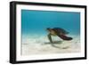 Galapagos Green Sea Turtle Underwater, Galapagos Islands, Ecuador-Pete Oxford-Framed Photographic Print