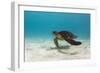 Galapagos Green Sea Turtle Underwater, Galapagos Islands, Ecuador-Pete Oxford-Framed Photographic Print