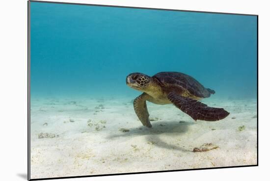 Galapagos Green Sea Turtle Underwater, Galapagos Islands, Ecuador-Pete Oxford-Mounted Photographic Print