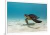 Galapagos Green Sea Turtle Underwater, Galapagos Islands, Ecuador-Pete Oxford-Framed Photographic Print